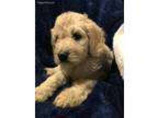 Goldendoodle Puppy for sale in Kenner, LA, USA