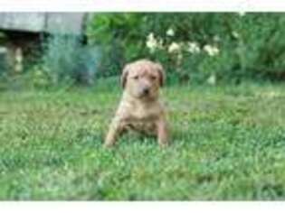 Labrador Retriever Puppy for sale in Upperco, MD, USA