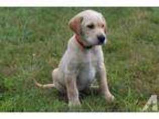 Mutt Puppy for sale in RIVERDALE, MI, USA