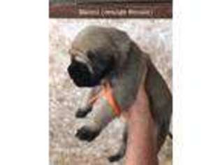 Mastiff Puppy for sale in Lillian, AL, USA