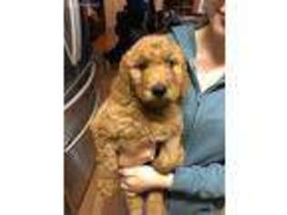 Goldendoodle Puppy for sale in Dos Palos, CA, USA