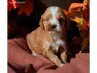 Cock-A-Poo Puppy for sale in Kendallville, IN, USA