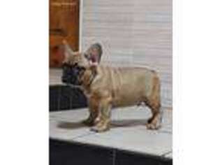 French Bulldog Puppy for sale in Edison, NJ, USA
