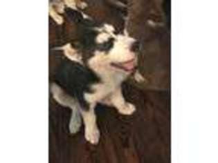 Siberian Husky Puppy for sale in Mobile, AL, USA