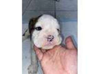 Bulldog Puppy for sale in El Cajon, CA, USA
