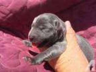 Labrador Retriever Puppy for sale in SIMLA, CO, USA