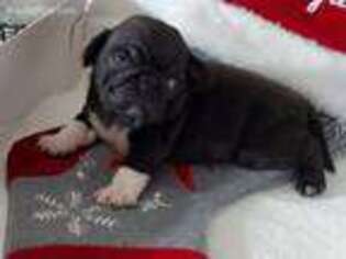 Pug Puppy for sale in Bellefontaine, OH, USA