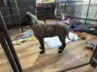 Dutch Shepherd Dog Puppy for sale in Saint Paul, MN, USA