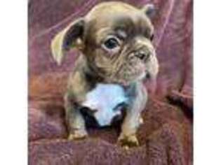 French Bulldog Puppy for sale in Williamsburg, KY, USA