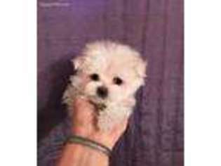 Maltese Puppy for sale in Buhl, ID, USA