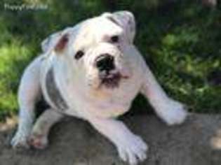 Bulldog Puppy for sale in Marengo, WI, USA