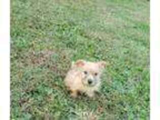 Norwich Terrier Puppy for sale in Unknown, , USA