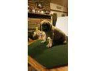 Mastiff Puppy for sale in Enid, OK, USA