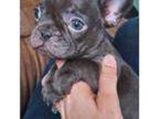 French Bulldog Puppy for sale in Cannon Falls, MN, USA