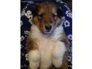 Collie Puppy for sale in Lanesboro, MA, USA