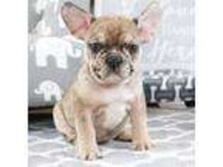 French Bulldog Puppy for sale in Pembroke Pines, FL, USA