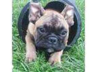 French Bulldog Puppy for sale in Kingston, PA, USA