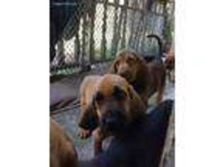 Bloodhound Puppy for sale in New Smyrna Beach, FL, USA