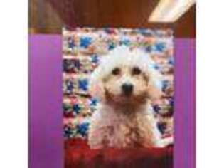 Bichon Frise Puppy for sale in Plainville, CT, USA