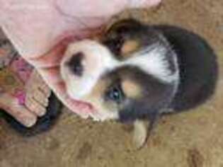 Pembroke Welsh Corgi Puppy for sale in Holdenville, OK, USA