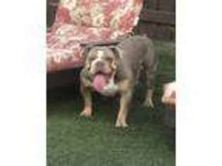 Olde English Bulldogge Puppy for sale in Apple Valley, CA, USA