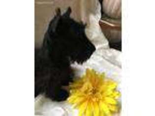 Scottish Terrier Puppy for sale in Princeton, NC, USA