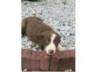 Border Collie Puppy for sale in Breezewood, PA, USA