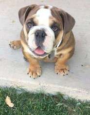 Bulldog Puppy for sale in OAKDALE, CA, USA