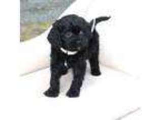 Cavapoo Puppy for sale in Bernville, PA, USA