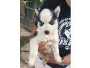 Siberian Husky Puppy for sale in Emory, TX, USA