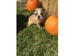 Bulldog Puppy for sale in Hempstead, TX, USA