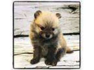 Pomeranian Puppy for sale in Seminole, FL, USA