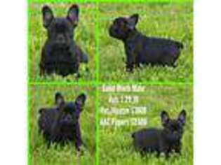 French Bulldog Puppy for sale in Nelson, MO, USA