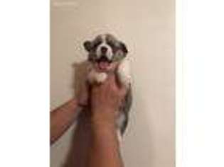 Pembroke Welsh Corgi Puppy for sale in Campbellsville, KY, USA