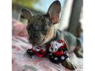 French Bulldog Puppy for sale in Copperas Cove, TX, USA
