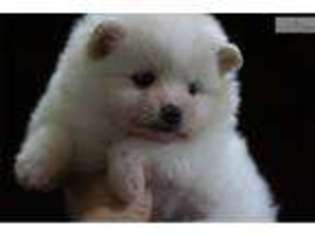 Pomeranian Puppy for sale in Lawrence, KS, USA