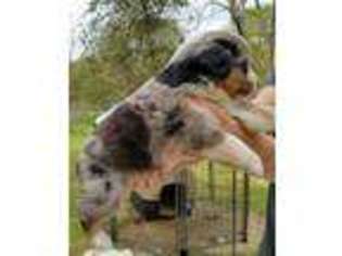 Miniature Australian Shepherd Puppy for sale in Dallas, TX, USA