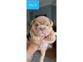 Bulldog Puppy for sale in Manton, MI, USA
