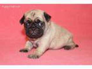 Pug Puppy for sale in Hawarden, IA, USA