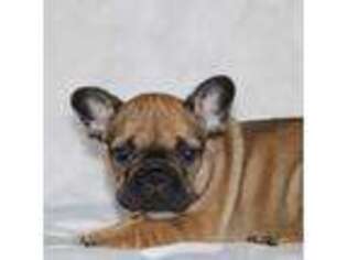 French Bulldog Puppy for sale in Hurdland, MO, USA
