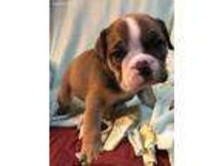 Bulldog Puppy for sale in Fennimore, WI, USA