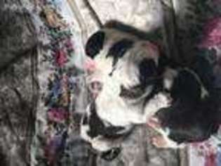 Saint Bernard Puppy for sale in Deary, ID, USA