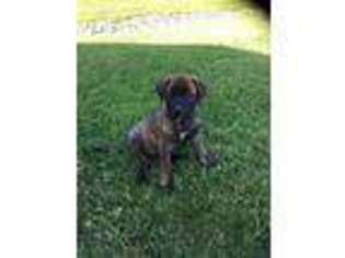 Bullmastiff Puppy for sale in Dundee, NY, USA