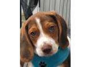 Beagle Puppy for sale in Park Ridge, NJ, USA