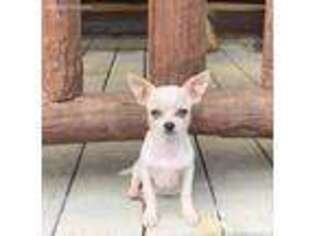Chihuahua Puppy for sale in Williamsburg, KY, USA
