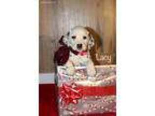 Dalmatian Puppy for sale in Apple Creek, OH, USA
