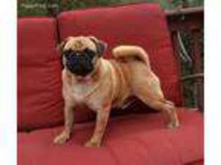Pug Puppy for sale in Glasgow, KY, USA