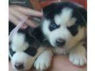 Siberian Husky Puppy for sale in San Marcos, CA, USA