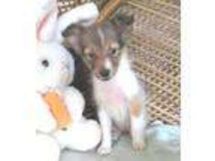 Shetland Sheepdog Puppy for sale in Newberry, IN, USA