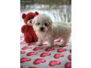 Maltese Puppy for sale in Crossville, TN, USA